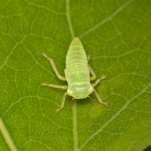 Iassus lanio - nymfa