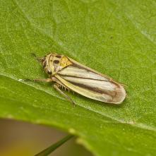 Handianus flavovarius