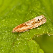 Obaľovač Hohenwartov