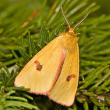 Spriadač chrastavcový