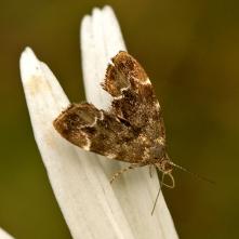 Listomôľka abchazská