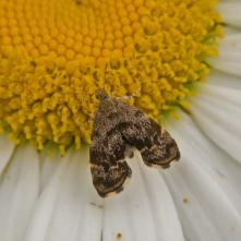 Listomôľka Fabriciová