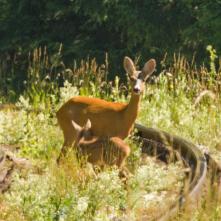 Matka s potomkom na železničnej trati