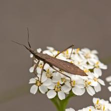 Bzdocha Pygolampis bidentata