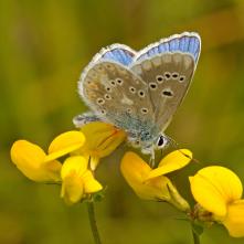 Modráčik komonicový Polyommatus dorylas