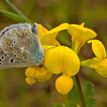 Modráčik komonicový Polyommatus dorylas