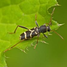 Fúzač Clytus arietis