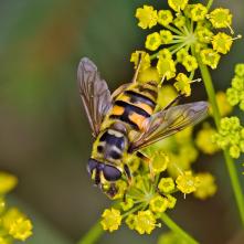 Myatthropa florea - pestrica