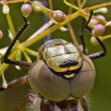 Šidlo modré - čerstvo vyliahnuté