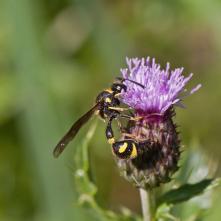 Eumenes coronatus - osa