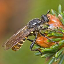 Choerades marginata - muchárka