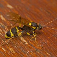 Amblyteles armotorius - lumok ozbrojený