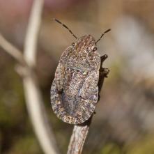 Bzdocha Eurygaster maura - nymfa