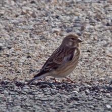 Strnádka obyčajná