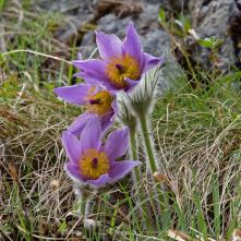 Poniklec prostredný