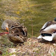 Kačica divá, samička pri skrášľovaní a samček pozorne sleduje okolie.