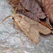 Mora bližšie neurčená - topoľová, alebo lipová