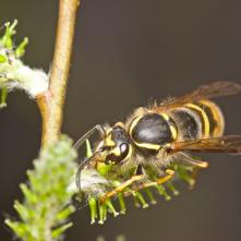 Dolichovespula saxonica - osa