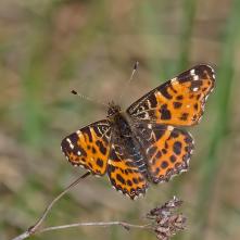 Babôčka sieťkovaná - jarná generácia