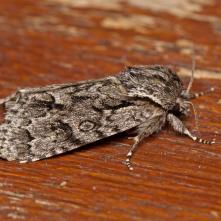 Acronicta auricoma - mramorovka rakytová