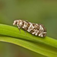 Epinotia tedella - obaľovač smrekový