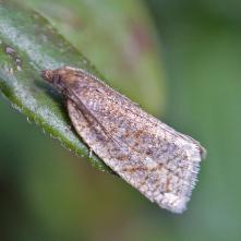 Clepsis senecionana - obaľovač ľadencový