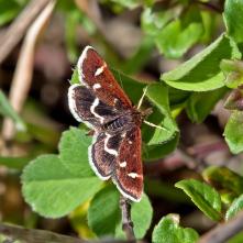 Pyrausta nigrata - vijačka čierna s netypickým sfarbením horných krídel