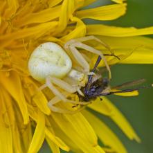 Kvetárik dvojtvarý s korisťou