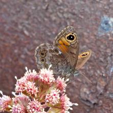 Očkáň sklaliskový