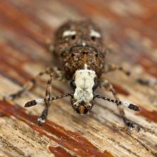 Nosáčik Platystomos albinus