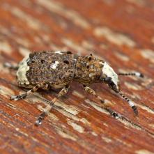 Nosáčik Platystomos albinus