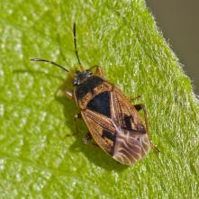 Bzdocha Trapezonotus desertus