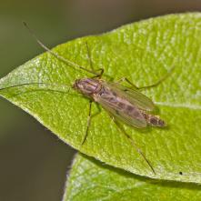 Chironomus dorsalis samica