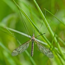 Tipula hortuorum