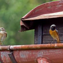 Žltochvost hôrny - vpravo samček, vľavo samička. Vychudnutí pri hniezdení.