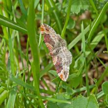 Piadivka hnedočervená
