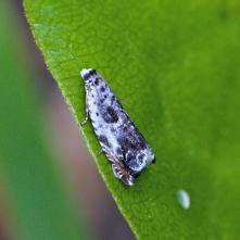 Obaľovač bielohrudný - Ancylis laetana