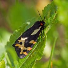 Spriadač skorocelový