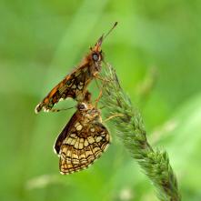 Hnedáčik skorocelový