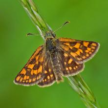 Súmračník skorocelový