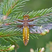 Vážka ploská - samička čerstvo vyliahnutá