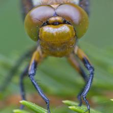 Vážka ploská - samička - portrét