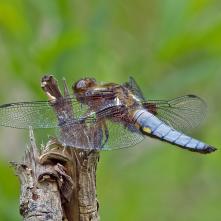 Vážka ploská - samček