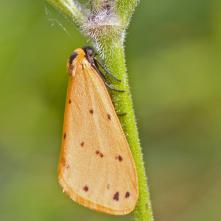 Lišajníkovec bodkovaný