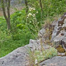 Lomikameň metlicový