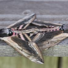 Lišaj orgovánový v kopulácii