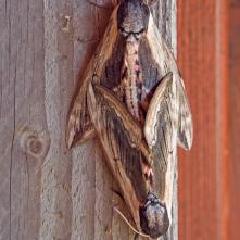 Lišaj orgovánový v kopulácii