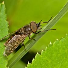 Haematopota pluvialis