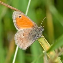 Očkáň pohánkový