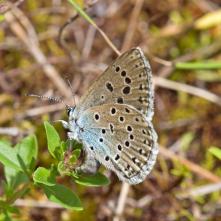 Modráčik čiernoškvrný